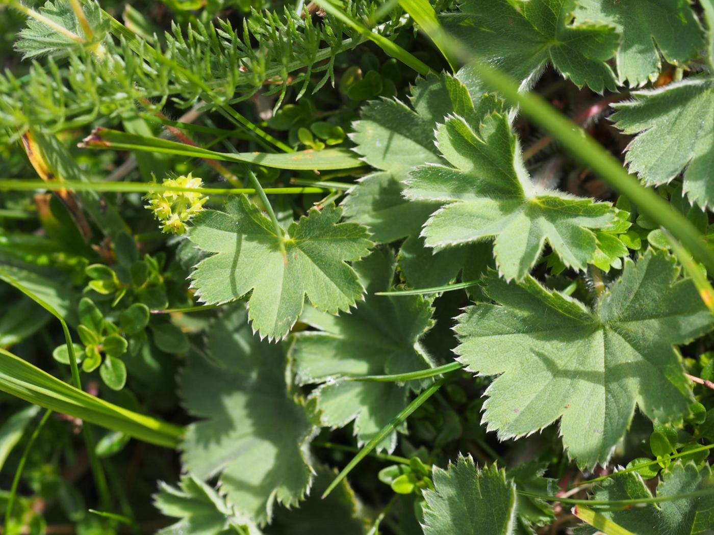 Lady's Mantle,(Blueish) leaf